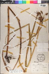 Bolboschoenus fluviatilis image