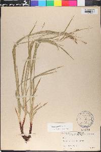 Carex formosa image