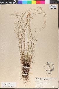 Carex cephalantha image