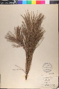 Pinus rigida image