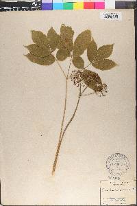 Aralia nudicaulis image