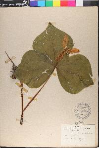 Trillium ovatum image