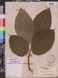 Magnolia acuminata image