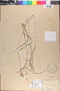 Lolium pratense image