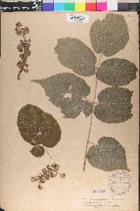 Aralia racemosa image