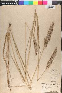 Calamagrostis cinnoides image