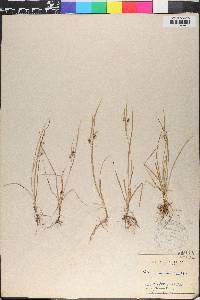 Carex aurea image