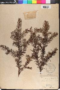 Taxus canadensis image