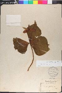 Trillium erectum image