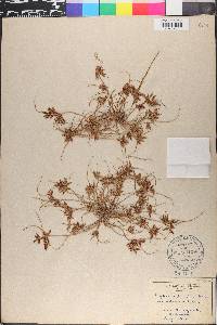 Cyperus diandrus image