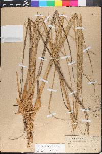 Ammophila breviligulata image