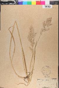 Holcus lanatus image