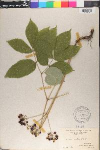 Aralia nudicaulis image