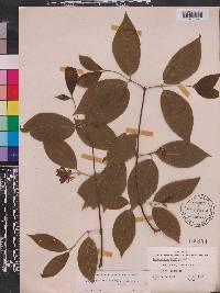 Calycanthus floridus var. laevigatus image