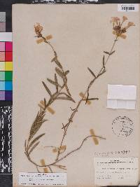 Phlox floridana image