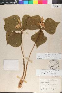 Trillium erectum image