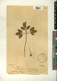 Aralia trifolia image