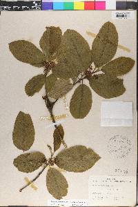 Frangula purshiana image