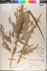 Phragmites australis image