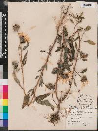 Helianthus petiolaris image