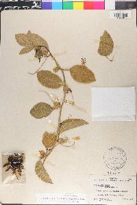 Passiflora edulis image