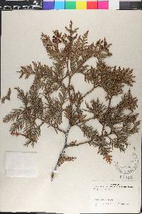 Thuja occidentalis image