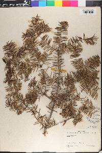 Abies balsamea image