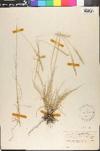 Elymus lanceolatus image