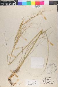 Hesperostipa spartea image