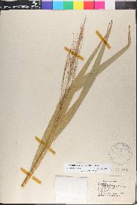 Phragmites australis image