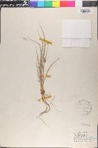 Cyperus schweinitzii image