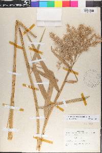 Phragmites australis image