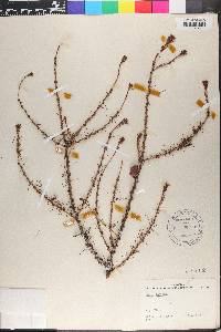 Larix laricina image