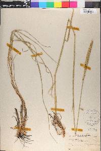 Psathyrostachys juncea image