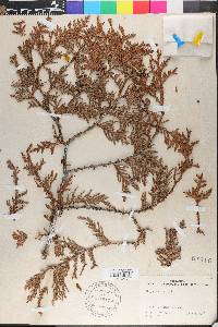 Thuja occidentalis image