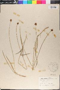 Carex douglasii image