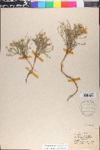 Chaetopappa ericoides image