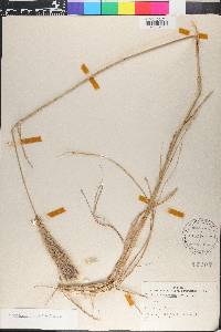 Leptochloa crinita image