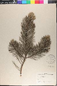 Pinus sylvestris image