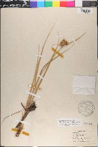 Bolboschoenus maritimus image