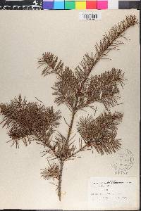 Abies nobilis image