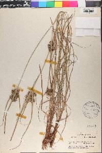 Cyperus schweinitzii image