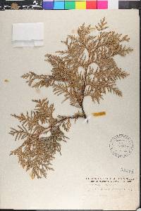 Thuja occidentalis image