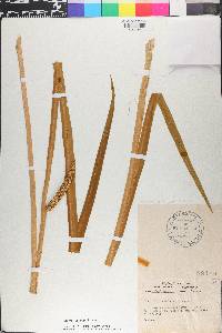 Acorus calamus image