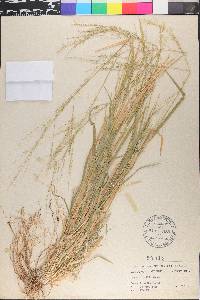 Larix laricina image
