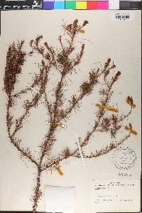Larix laricina image