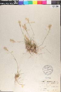 Triodia pilosa image