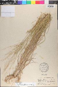 Panicum hallii var. filipes image