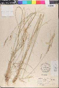 Nassella leucotricha image