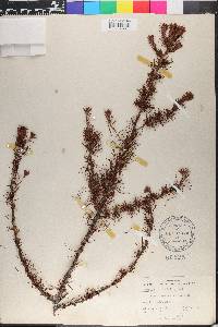 Larix laricina image